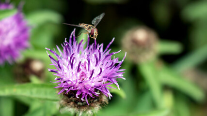 A Hoverfly and a Knapweed flower