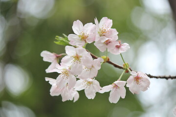 cherry tree blossom