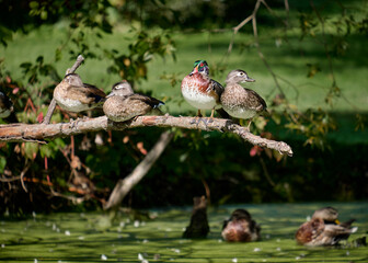 Flock of wood duck (Aix sponsa) sitting on branch over pond, females and males in eclipse plumage