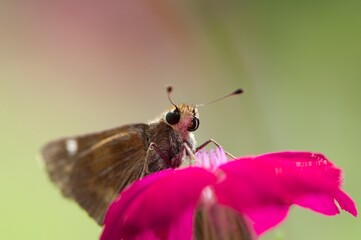 macro