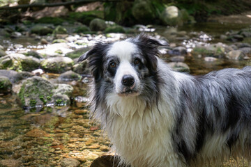 border collie dog in water