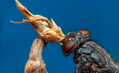 Close up of pair of Beautiful European mantis ( Mantis religiosa ) feasting on fly.