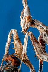 Close up of pair of Beautiful European mantis ( Mantis religiosa ) feasting on fly.