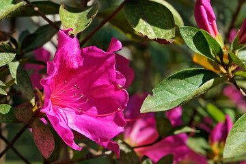 Pink azaleas in the garden