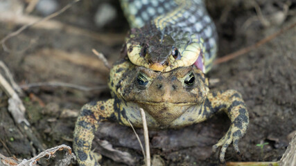 Snake Eating Frog