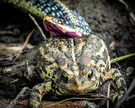 Snake Eating Frog