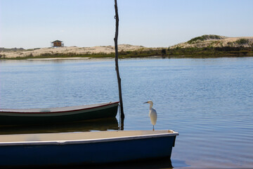 Fototapeta na wymiar White beautiful bird on a blue boat over the blue river at the Brazilian beach. Guarda do Embau, Santa Catarina