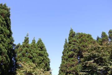 快晴の下のスギなどの木々