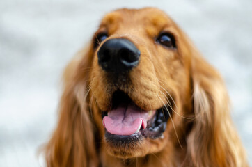 cocker spaniel dog puppy 