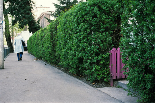 Elderly woman leaving home for a stroll, walking on the public sidewalk along the green living fence, with small pink metal fence at the home entrance