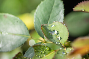 Close Up green leaf under sunlight in the garden. Natural background with copy space.