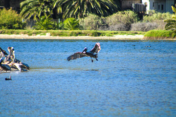 a majestic shot of a pelican in flight over the deep blue water of the lagoon with lush green palm trees at Malibu Lagoon in Malibu California