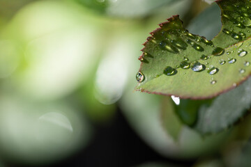 Close Up green leaf under sunlight in the garden. Natural background with copy space.