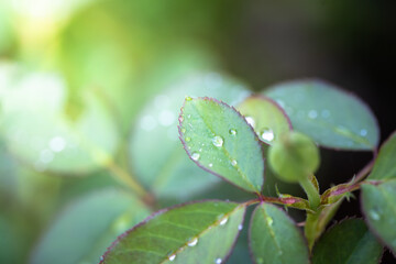 Close Up green leaf under sunlight in the garden. Natural background with copy space.