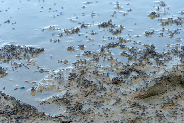 Swarm of flying mosquitoes and insects around the lake during hot summer