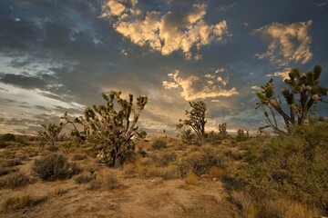 Obraz premium This desert image shows a cloudscape over a serene, remote sandy Mojave Desert landscape in the summer sun.