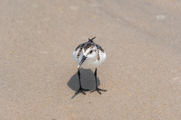 Juvenile Sanderling Front View