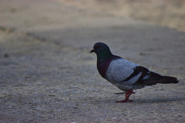 pigeon on the floor close to beach with beautiful colors