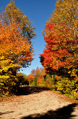 autumn in the forest