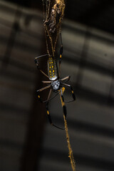 Araña revista. Animal. Insecto. 