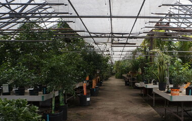 Greenhouse