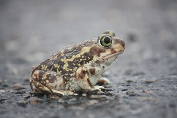 Toad On Ground
