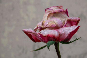 old light pink real rose with drops of water clear background