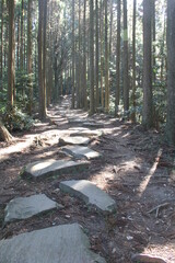 杉林の間にのびる飛び石の歩道