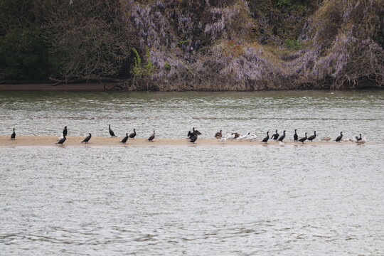 Feathered Meeting on the Potomac