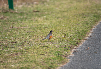 American Robin
