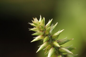 Close-up of green buds, Achyranthes bidentata