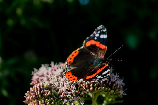 Black and red admiral butterfly sitting on pink flower called Hemp agrimony Eupatorium cannabinum, beautiful closeup of butterfly feeding of bunch of flowers.