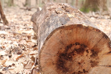 cut logs in the forest