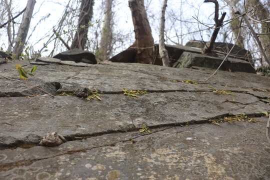 Stone in the Forest