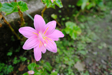 ピンク色に綺麗に咲いた道端の花
