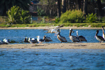 pelicans on the beach with lush green palm trees and deep blue lagoon water at Malibu Lagoon in Malibu California