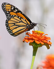 Covered bridge, bridge, landscape, outdoor, architecture, old, travel, green, yellow, red, blue, nature, summer, sky, wooden, countryside, rural, rustic, country road, countryside, background, old, hi