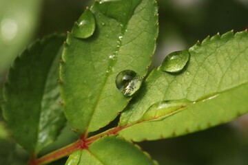 Water drops on rose leaf