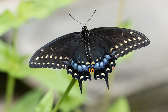 Fototapeta Colorful spicebush swallowtail butterfly with outstretched wings. 