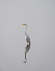Great egret standing majestically as it watches for fish