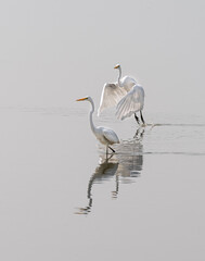 Two great egrets fighting over fishing turf