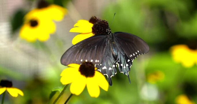 black swallowtail rests on black eyed susan