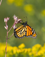 Fototapeta na wymiar Monarch butterfly nectaring on pink swamp milkweed flowers