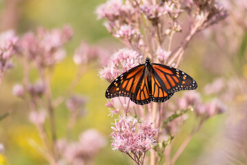 Monarch butterfly nectaring on swamp milkweed flowers 