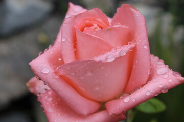 rosa rosa