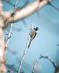 Chickadee
