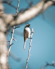 Chickadee