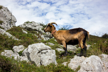 picture of a goat in the bush with breathtaking views of the mountains