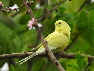 Pájaro amarillo en árbol de durazno, yellow bird