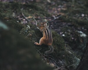 Squirrel